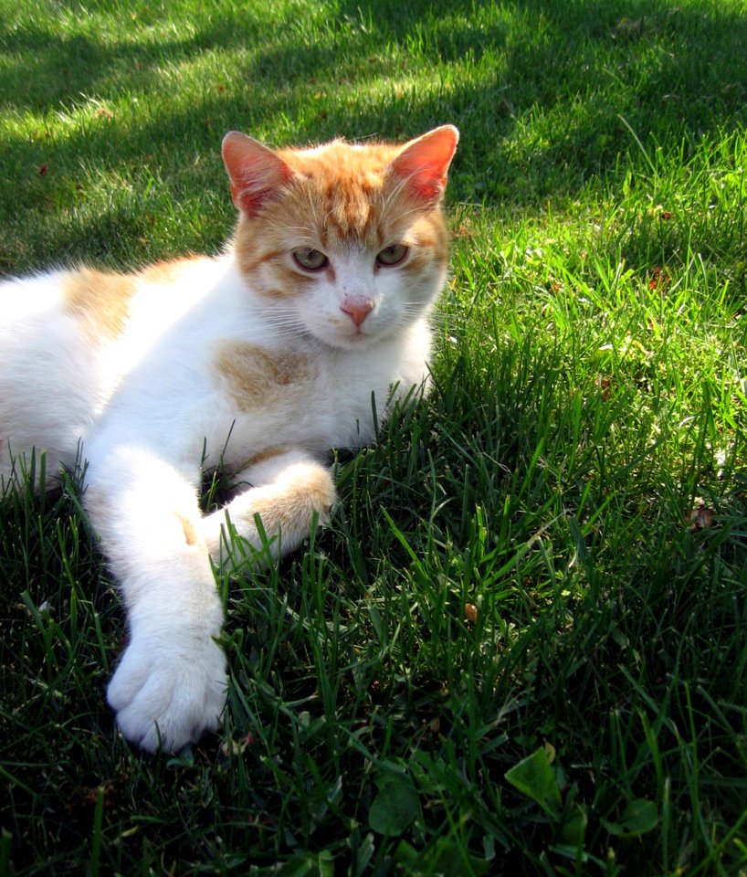Cat Fauna Whiskers Small To Medium Sized Cats