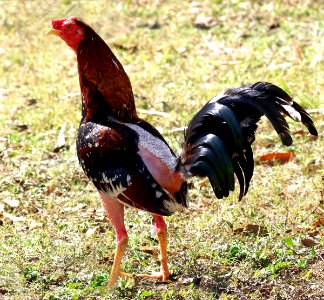 Chicken Rooster Galliformes Fowl