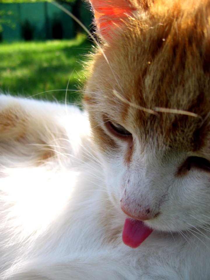Cat Whiskers Nose Small To Medium Sized Cats