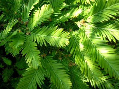 Vegetation Plant Tree Leaf