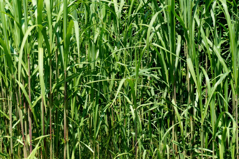 Grass Plant Crop Grass Family