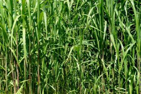 Grass Plant Crop Grass Family photo