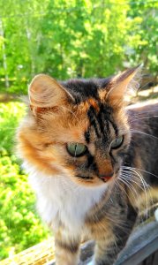 Cat Whiskers Fauna Small To Medium Sized Cats