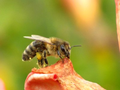 Insect Honey Bee Bee Membrane Winged Insect photo