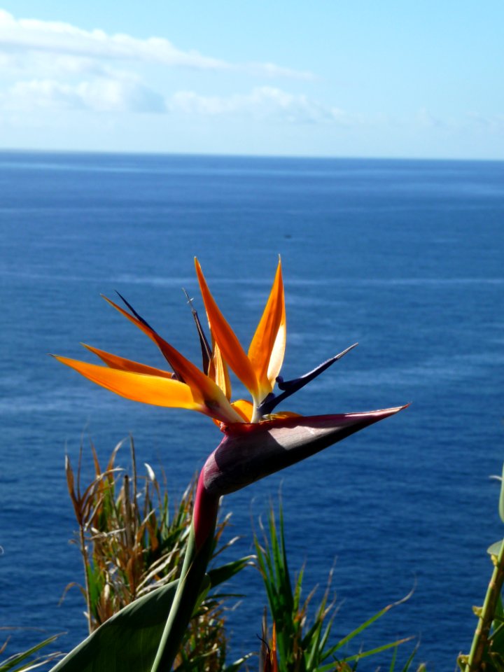 Flower Flora Plant Sea