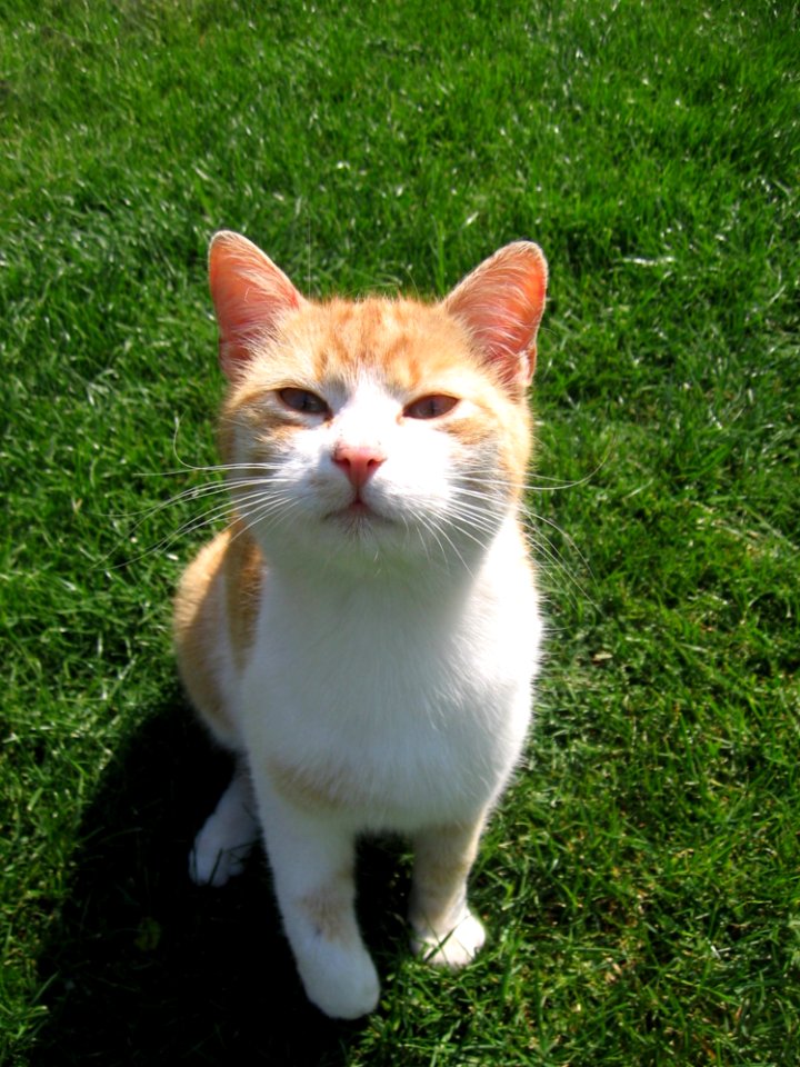 Cat Fauna Whiskers Small To Medium Sized Cats photo