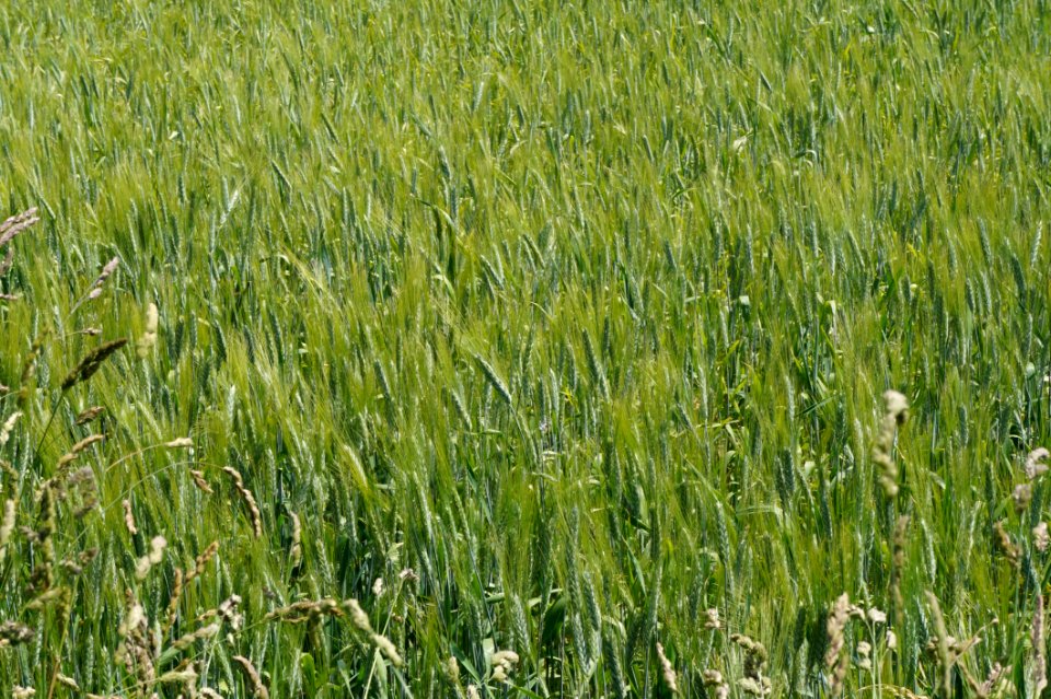 Grass Field Crop Ecosystem