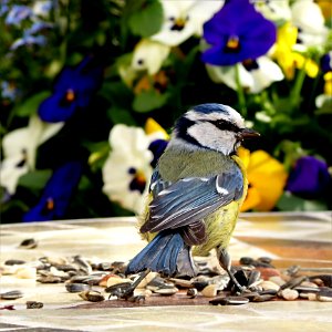 Bird Fauna Beak Jay photo