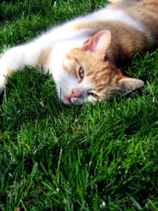 Cat Fauna Whiskers Grass photo