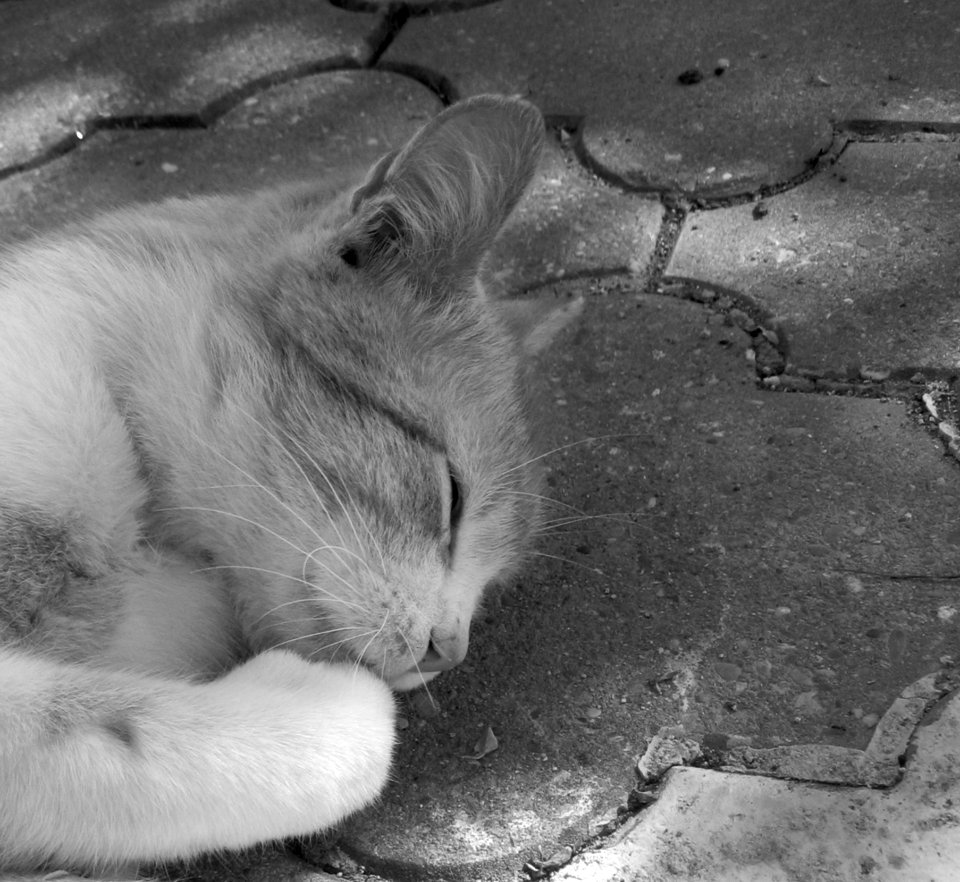 Cat Black And White Black Mammal