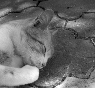 Cat Black And White Black Mammal