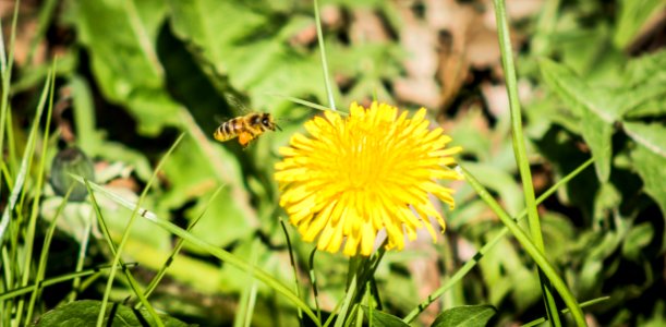 Flower Honey Bee Nectar Dandelion photo