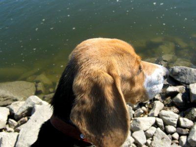 Dog Dog Like Mammal Snout Rock photo