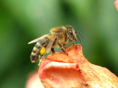 Insect Honey Bee Bee Membrane Winged Insect photo