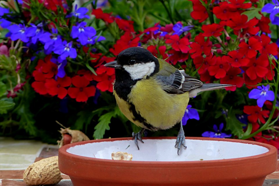 Bird Fauna Beak Flora