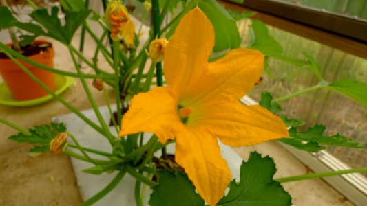 Flower Yellow Plant Flora