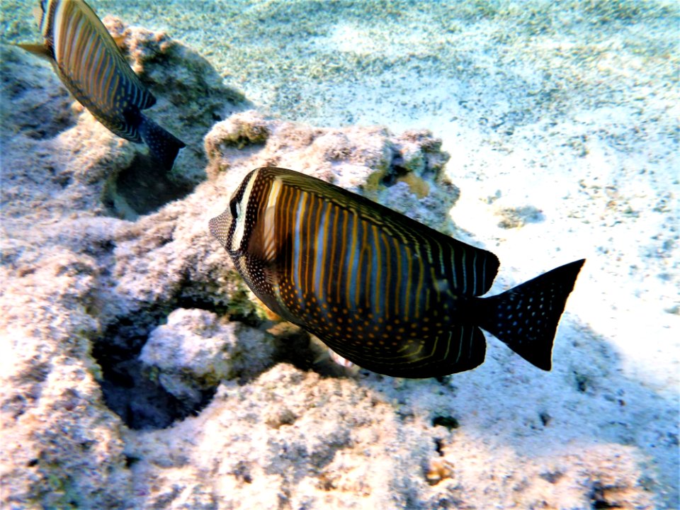Underwater Marine Biology Water Organism