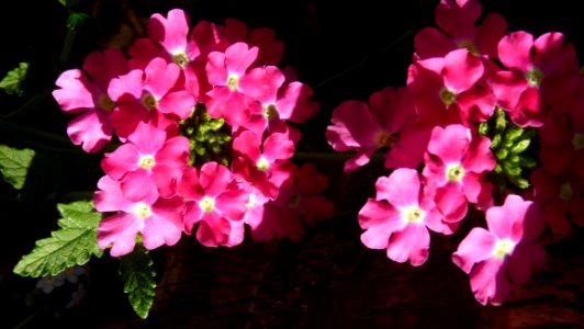 Flower Flowering Plant Pink Plant photo