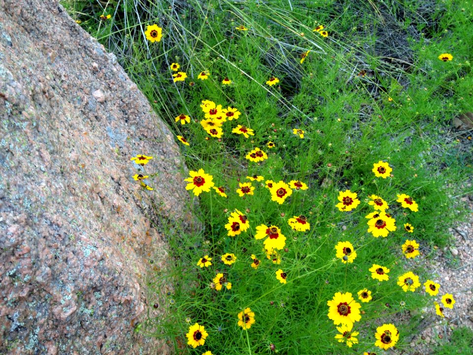 Flower Plant Yellow Flora