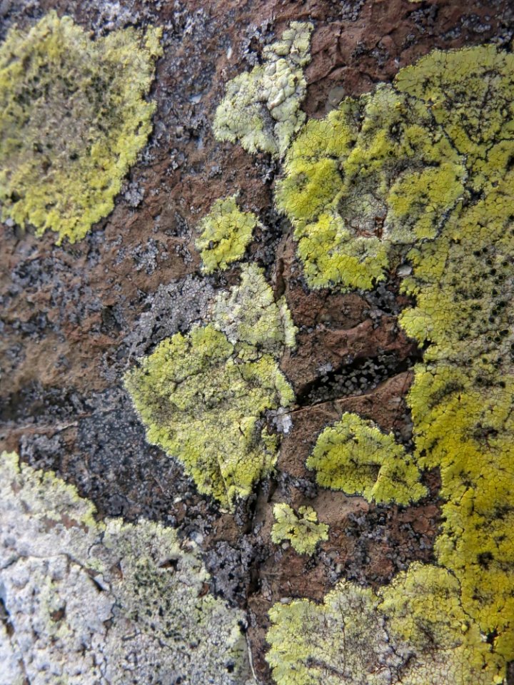 Vegetation Tree Geology Rock