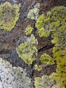 Vegetation Tree Geology Rock