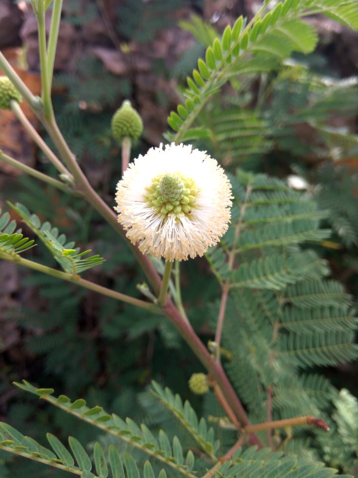 Plant Flower Flora Subshrub