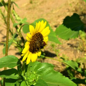 Flower Yellow Flora Plant