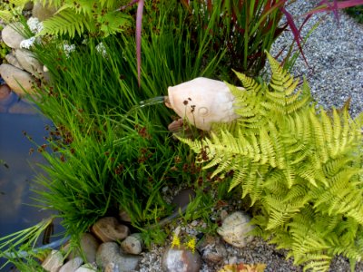 Ecosystem Plant Ferns And Horsetails Grass