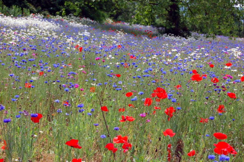 Flower Wildflower Ecosystem Meadow