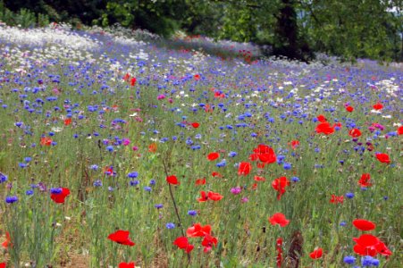 Flower Wildflower Ecosystem Meadow photo