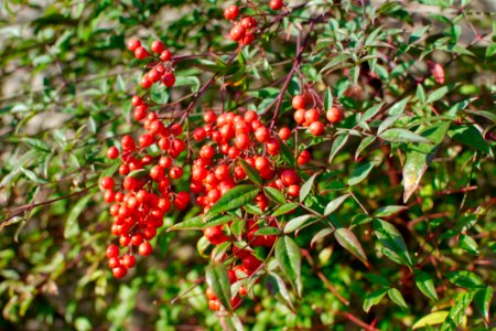 Plant Buffaloberries Heteromeles Berry photo