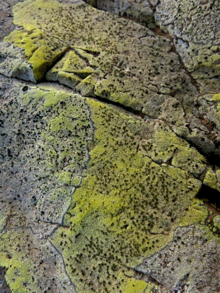 Rock Vegetation Bedrock Geology
