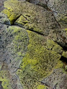Rock Vegetation Bedrock Geology