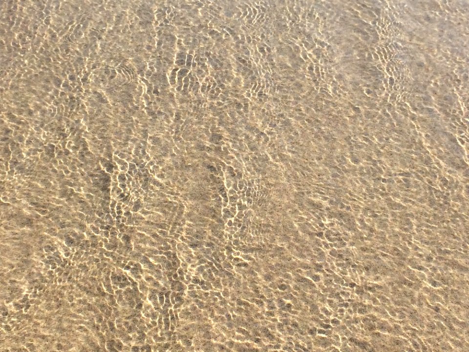 Sand Soil Ecoregion Grass