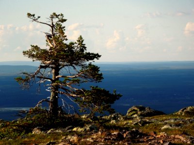 Tree Coast Woody Plant Vegetation