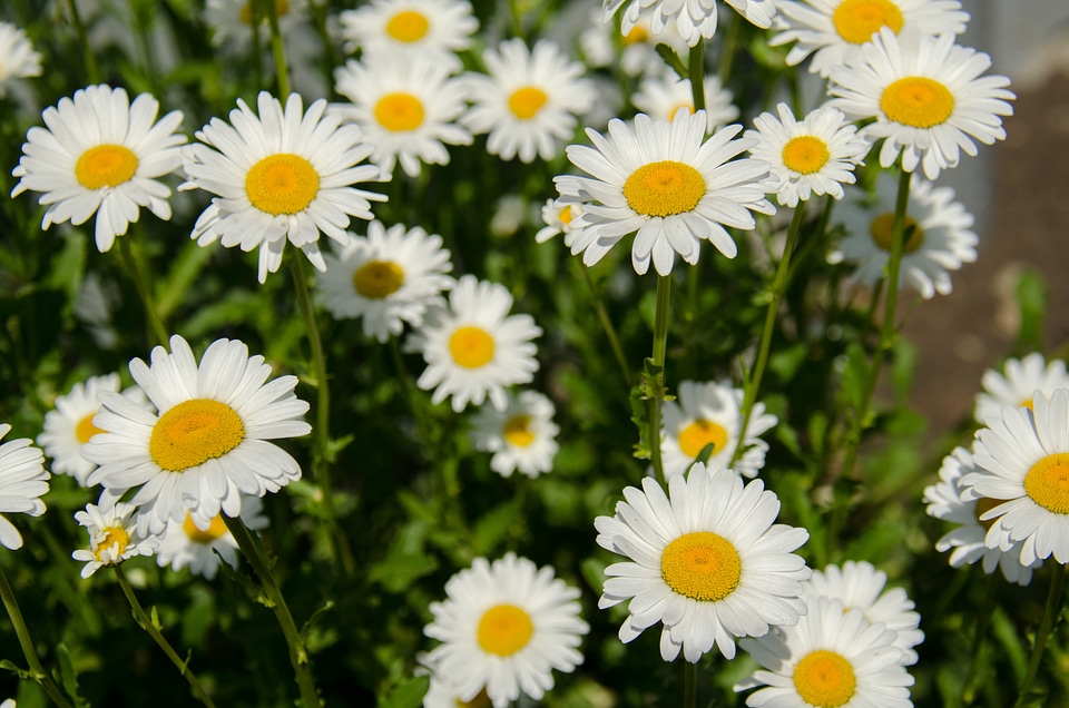 White closeup bloom