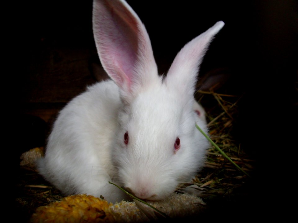 Rabbit Mammal Rabits And Hares Fauna