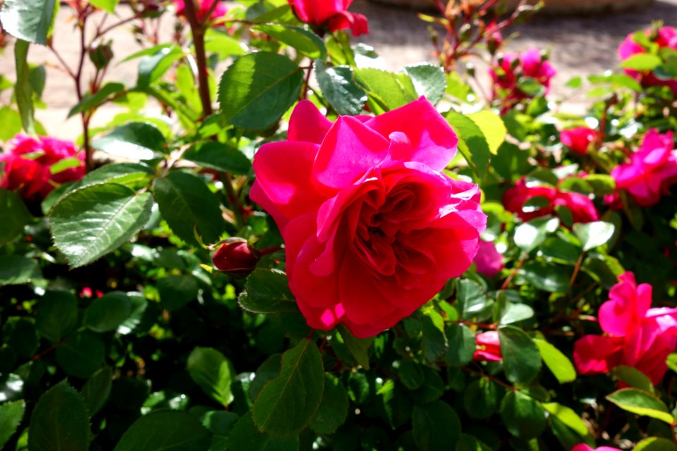 Flower Rose Rose Family Plant