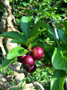 Plant Fruit Fruit Tree Cherry