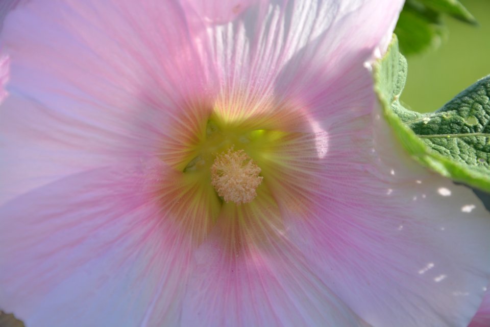 Flower Pink Close Up Flora