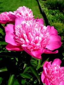 Flower Plant Peony Pink photo