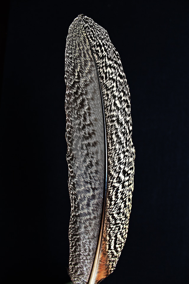 Bird plumage close up