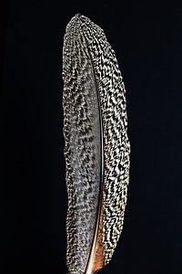 Bird plumage close up