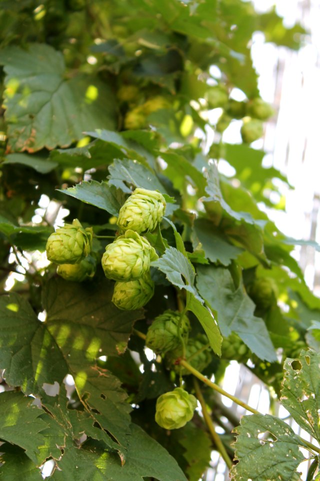 Humulus Lupulus Plant Spring Tree