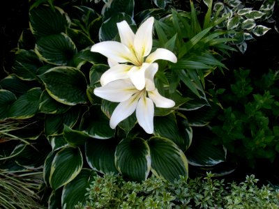 Plant Flower Flora Lily