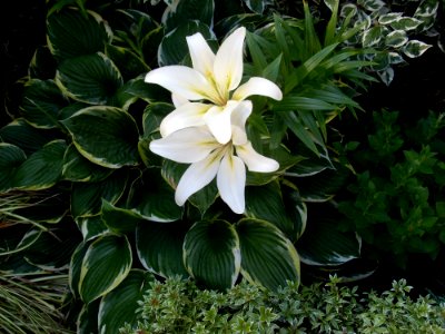 Plant Flower Flora Lily photo