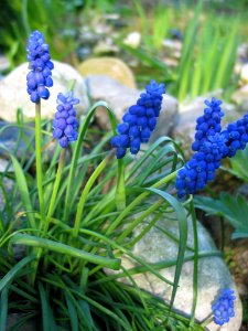Plant Flower Hyacinth Grass photo