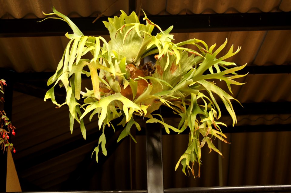 Plant Flora Flower Floristry