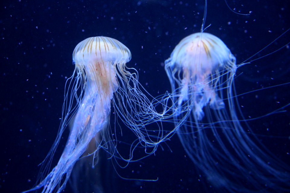 Jellyfish Cnidaria Marine Invertebrates Invertebrate
