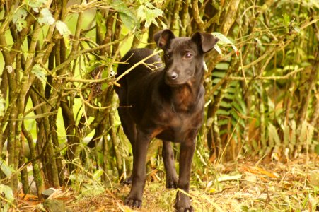 Dog Breed Dog Dog Like Mammal Grass